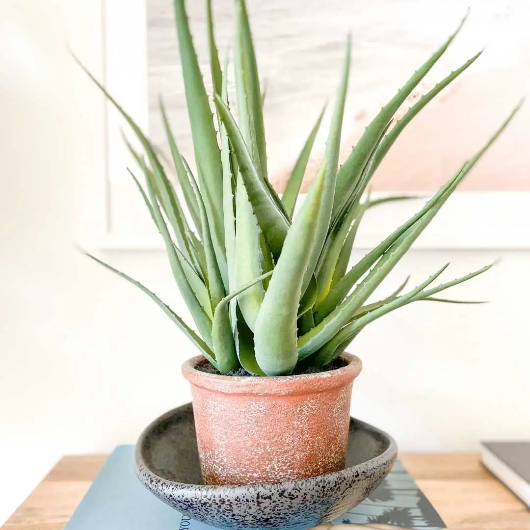 aloe vera