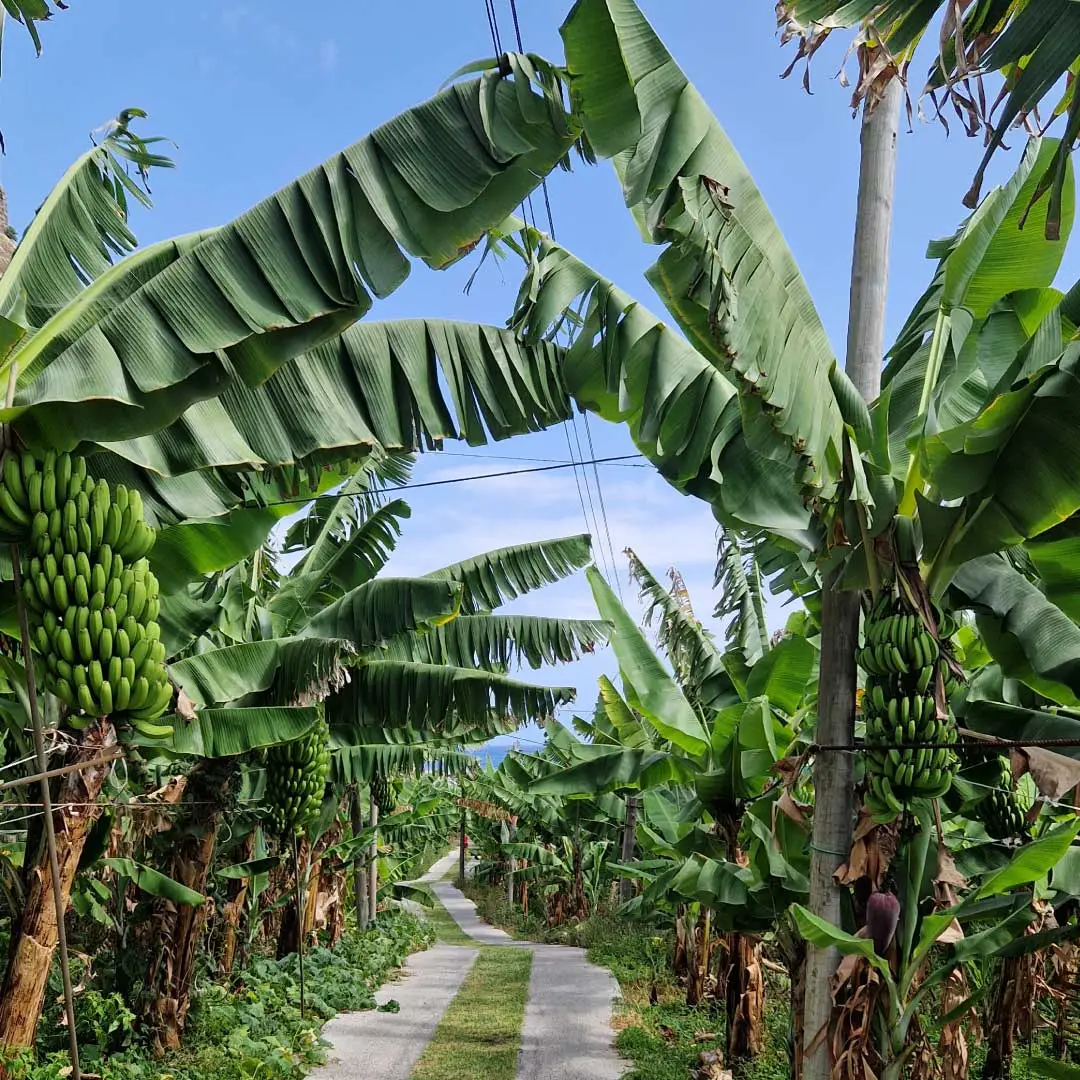 Fajá dos Padres - banánovníková plantáž