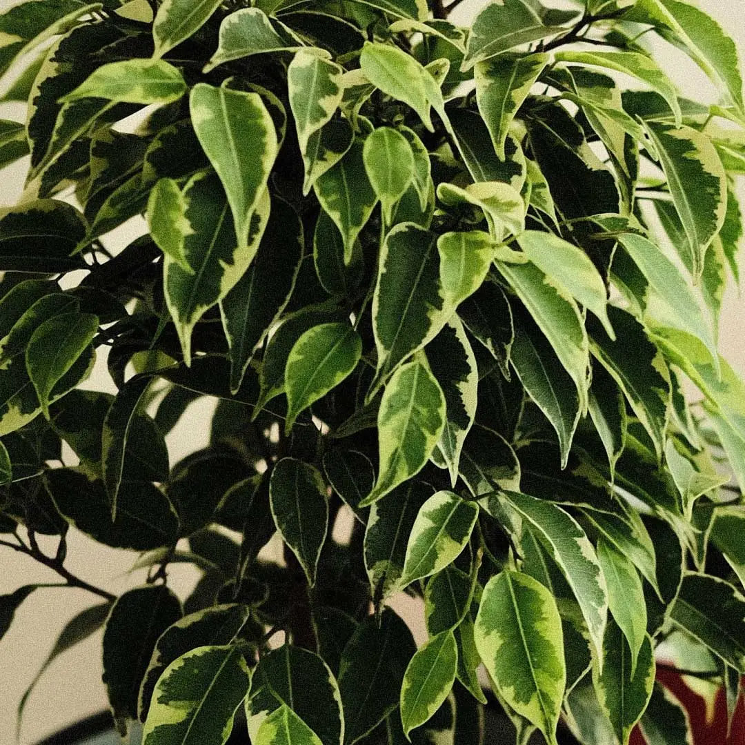 figovník - ficus benjamina